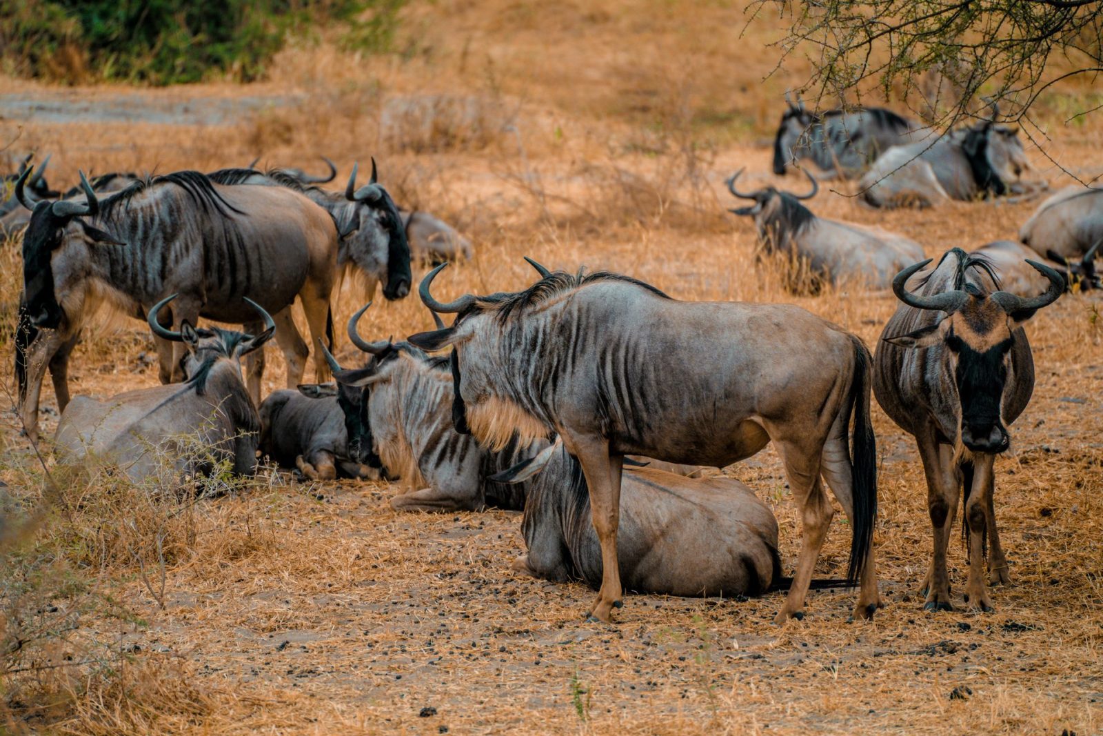 8 Days Tanzania Safari | Ultimate Serengeti, Ngorongoro & Tarangire Adventure gallery image