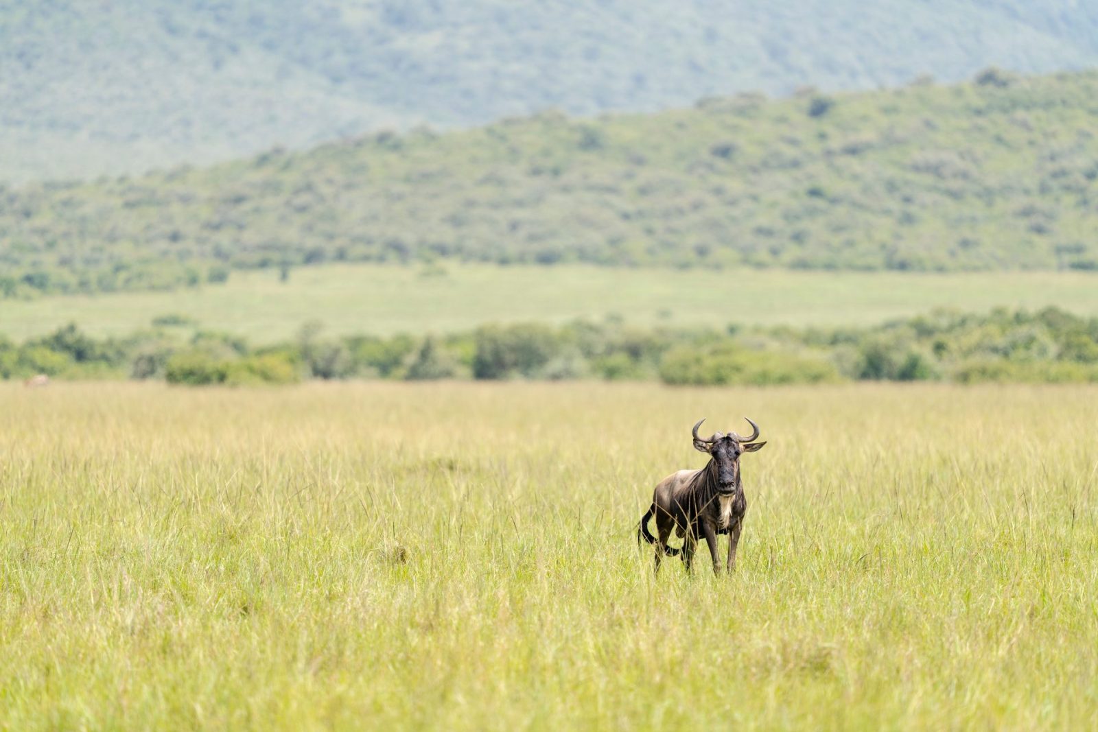 8 Days Tanzania Safari | Ultimate Serengeti, Ngorongoro & Tarangire Adventure gallery image