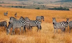 10 Days Big Five Tanzania Safari | Ultimate Wildlife Adventure gallery image