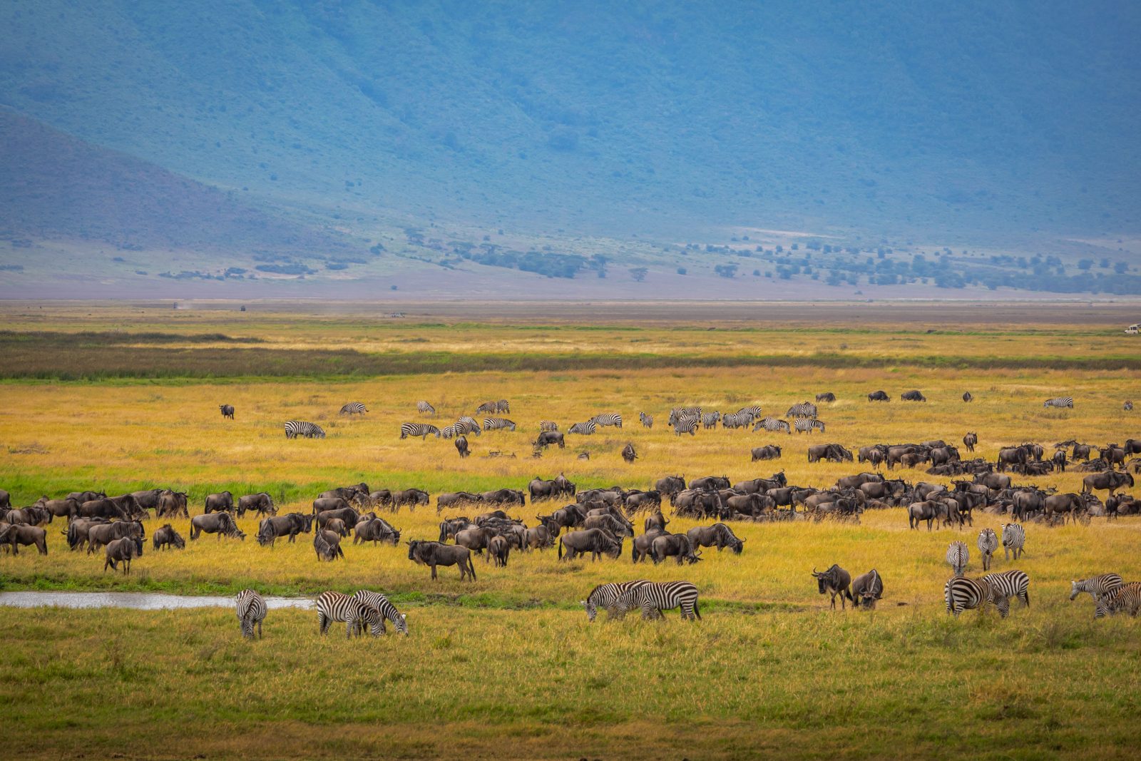 7 Days Private Tanzania Safari Adventure | Serengeti, Ngorongoro & Tarangire gallery image