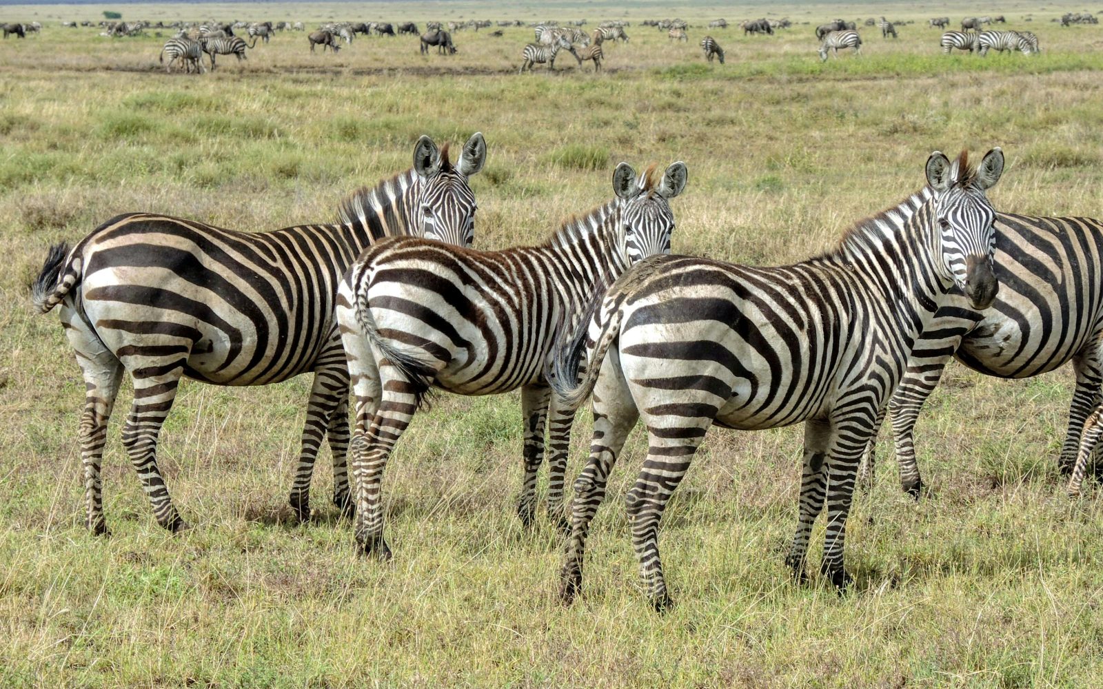 7 Days Private Tanzania Safari Adventure | Serengeti, Ngorongoro & Tarangire gallery image