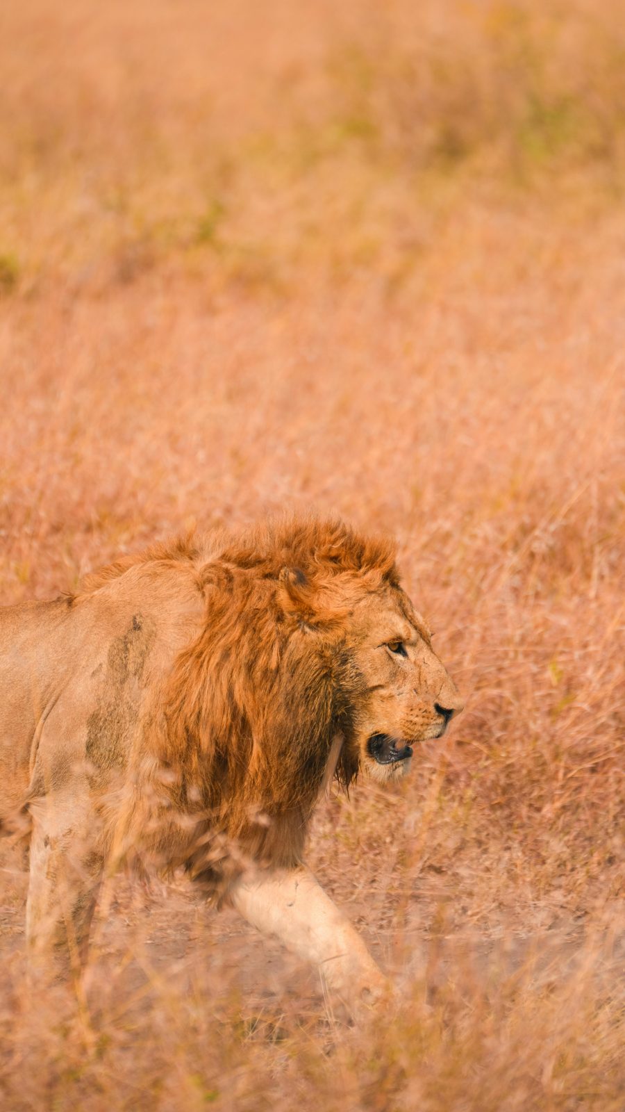 7 Days Private Tanzania Safari Adventure | Serengeti, Ngorongoro & Tarangire gallery image