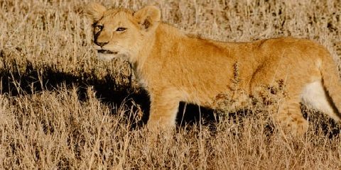 5-Day Tanzania Mid-Range Safari near Mount Kilimanjaro gallery image