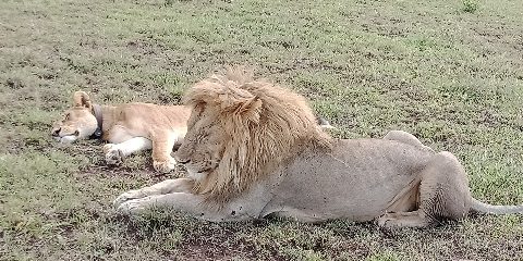 5-Day Tanzania Mid-Range Safari near Mount Kilimanjaro gallery image
