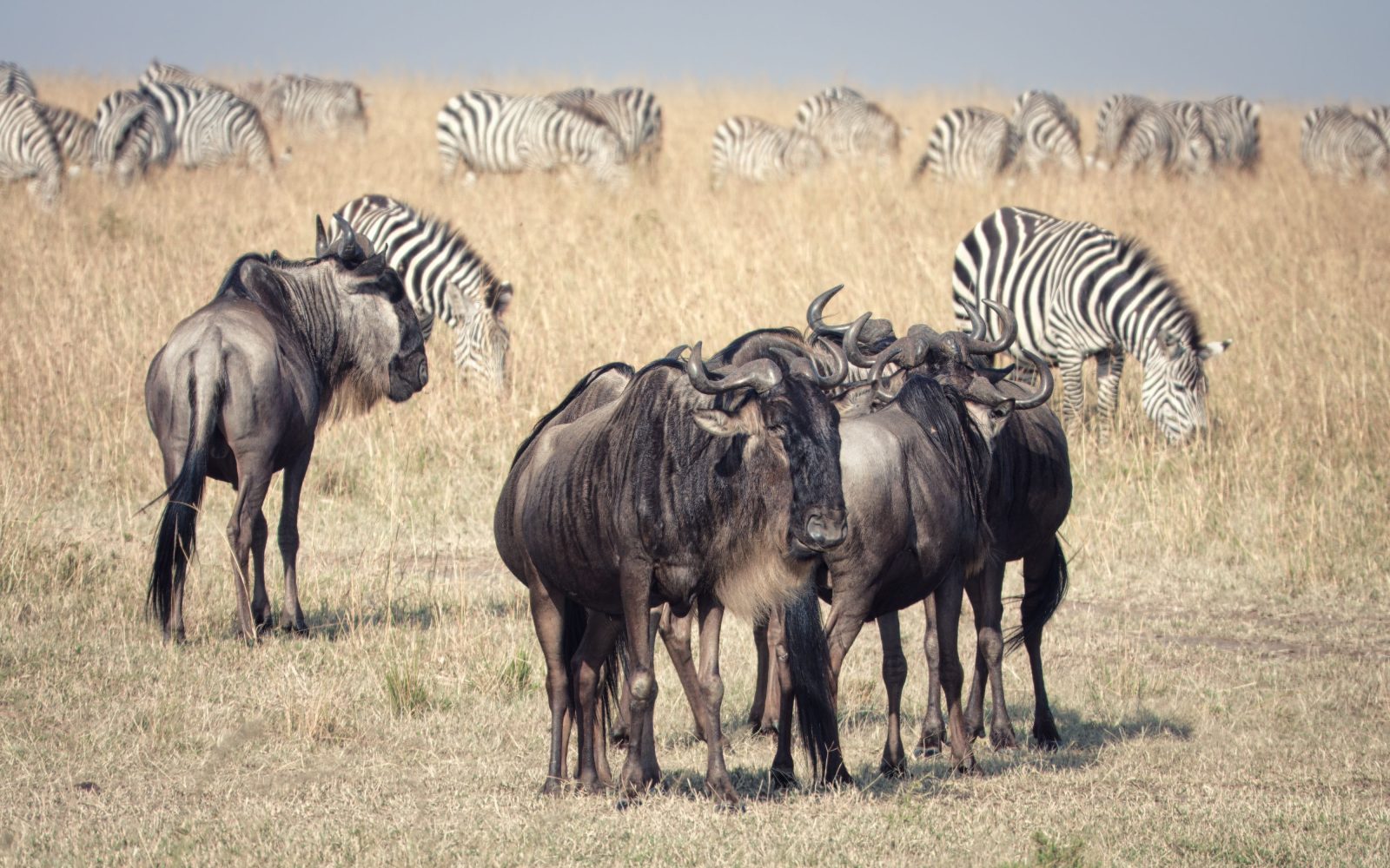 10 Days Big Five Tanzania Safari | Ultimate Wildlife Adventure gallery image