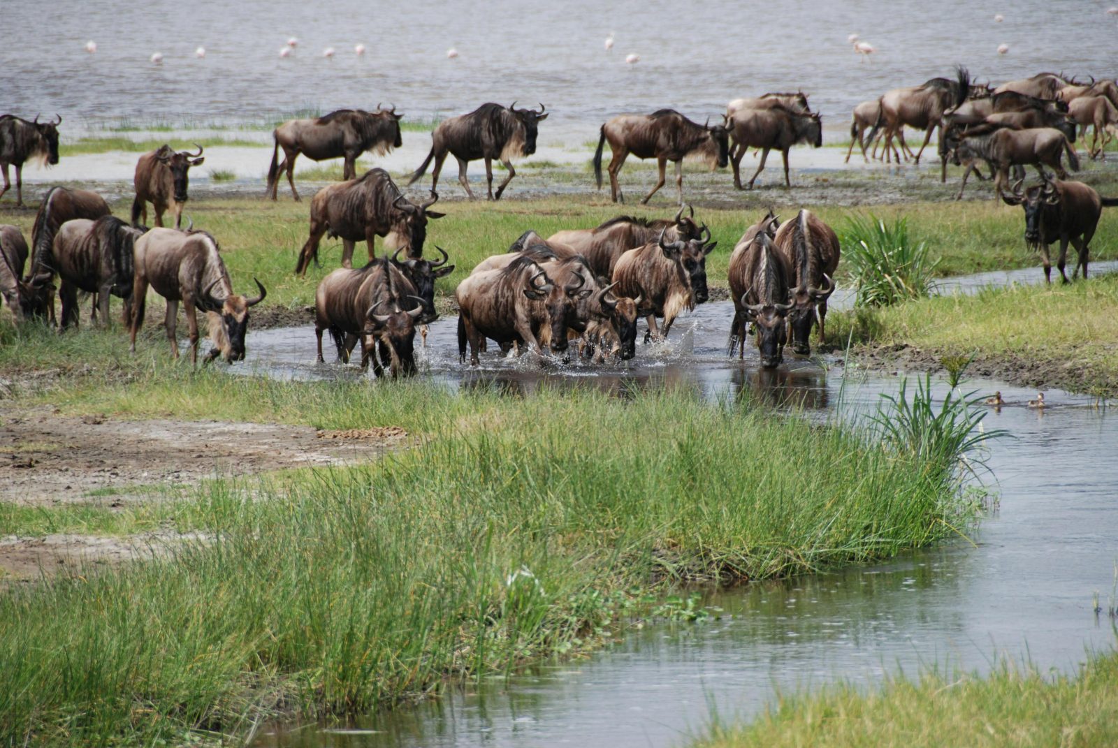 10 Days Big Five Tanzania Safari | Ultimate Wildlife Adventure gallery image